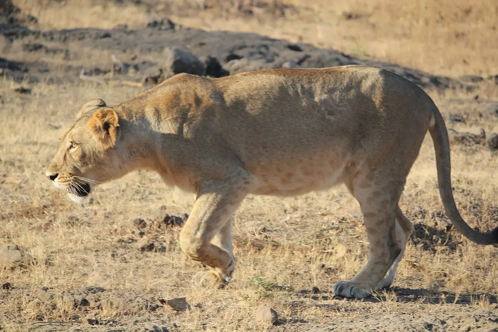 An Asiatic lioness walking through dry grass in Sasan Gir